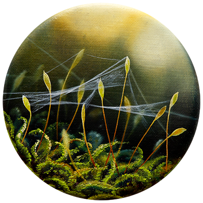Annette von der Bey, moss with cobwebs