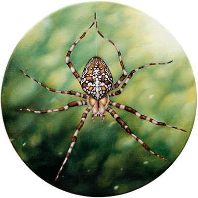 Annette von der Bey, Spinne