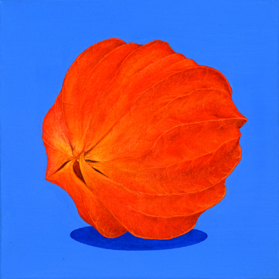Annette von der Bey, Ballonblume auf Blau
