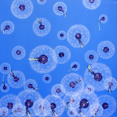 Annette von der Bey, fallende Pusteblumen auf Blau