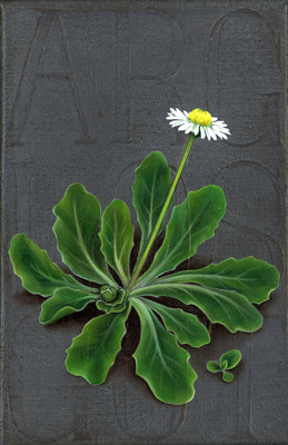 Annette von der Bey, „Tapferes kleines Gänseblümchen“, 2020, 15cm x 10cm, Öl auf Leinen